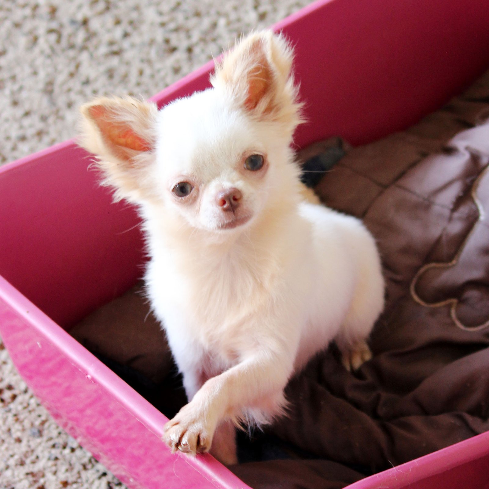 Filhote de chihuahua branco com creme pelo longo